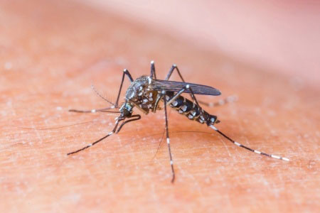 Zika Virus
