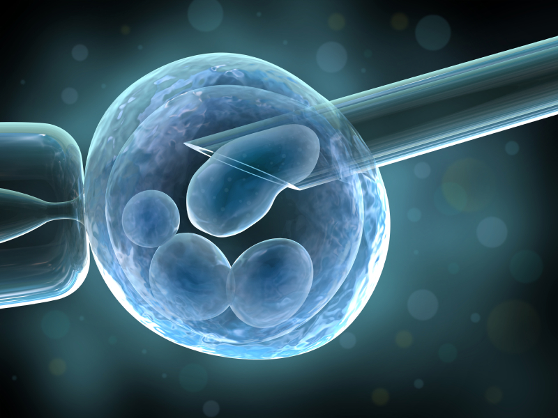 Stages of Embryo Development